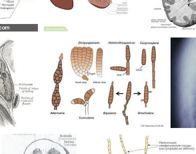 Apa itu hilus? Pengertian hilus dan definisinya dalam Glosarium