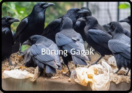 Apakah burung gagak makan bangkai. .  <a href=https://u0102520.cp.regruhosting...
