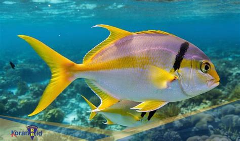 Apakah ikan ekor kuning ikan laut. .  ...