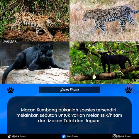 Apakah macan ganas. .  <a href=https://museumsvu.ru/dfxjgr/funeral-home-in-...