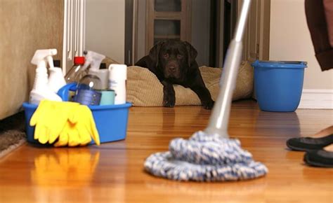 Apartment Cleaning in Chicago - Free Quote - 10