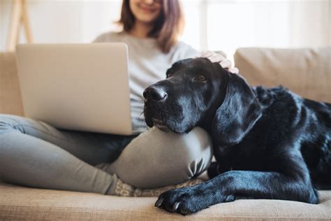 Apartment pets. 7 Dec 2022 ... A dog can be perfectly happy in an apartment as long as you're prepared. Here's advice from veterinarians, trainers and other experts. 