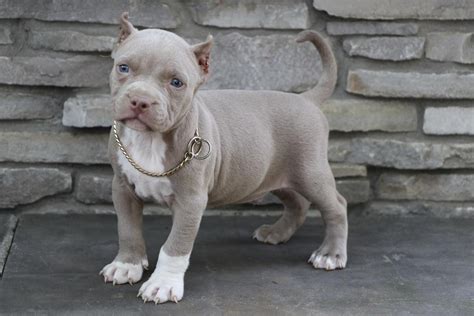 If you love this type of dog, then you are at the right place and you ought to contact us at 336-549-4765 or simply e-mail vance@realpitsnobull.com. We will be available and ready to help you find the right dog for your family. Red Nose PItbulls for sale. Get the best American Pitbull Terrier breeds from us and you will be smiling all the way ... . 