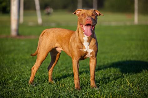 Apbt red nose. Things To Know About Apbt red nose. 
