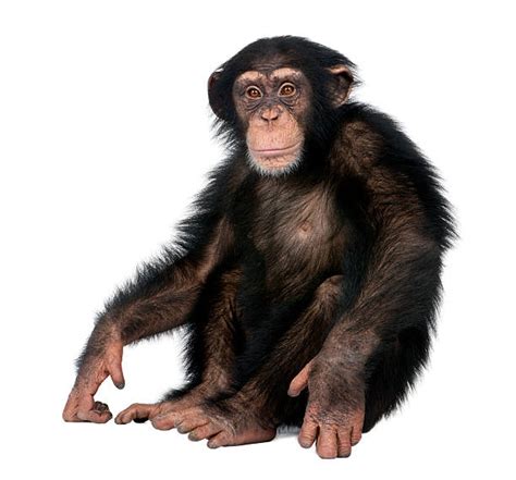 Ape stok. Things To Know About Ape stok. 