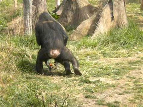 Monkey zoo porn tube videos. Extra animal sex with monkey