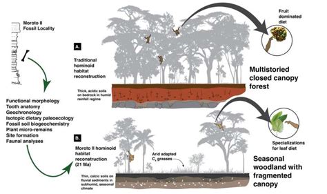 Apes may have evolved upright stature for leaves, not fruit