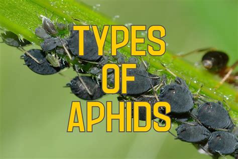 Aphid Definition & Meaning - Merriam-Webster