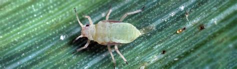 Aphids - UC Statewide IPM Program