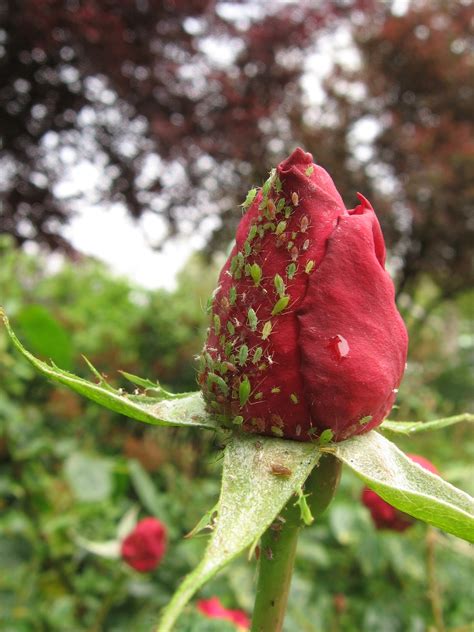 Aphids on roses. Use an aphid spray with neem oil to get rid of the tiny black bugs on plants for good. To make the neem oil spray, combine 2 tsp. neem oil and 1 tsp. Castile soap with 1 quart (1 l) of water. Mix the ingredients thoroughly in a spray bottle. Then, liberally spray foliage weekly to kill black aphids. 