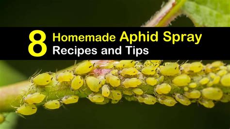 Aphids treatment. Use a strong spray of water to knock off as many aphids as possible. You would be surprised how many come off, and how easily. Depending on the size of your plant, you can spray them off using a hose or something smaller like a spray bottle if you have sensitive plants. Hose off the aphids a few times before trying different methods. 