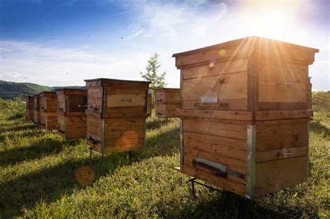 Apiaries near me. ABC meets, usually monthly, at Ferguson’s Apiaries, 39006 Huron 84, Hensall, ON N0M 1X0. Monthly topics include Q & A, speakers, topics to fit the time of the year and what the beekeepers are doing in the yard. Membership fee is $20/yr. Everyone welcome - we have members from London, Stratford, Goderich, Clinton, Exeter, Grand Bend, and area. 