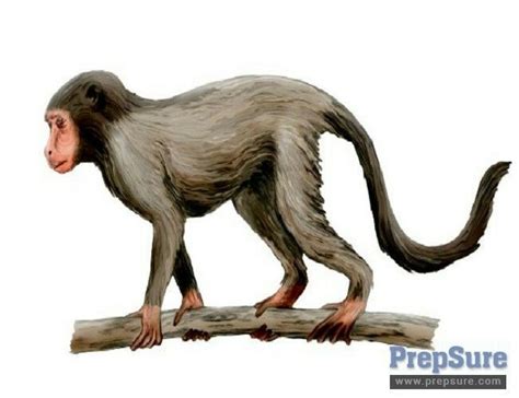 Australopithecus (/ ˌ ɒ s t r ə l ə ˈ p ɪ θ ɪ k ə s /, OS-trə-lə-PITH-i-kəs; from Latin australis 'southern', and Ancient Greek πίθηκος (pithekos) 'ape') is a genus of early hominins that existed in Africa during the Pliocene and Early Pleistocene.The genera Homo (which includes modern humans), Paranthropus, and Kenyanthropus evolved from some …. 