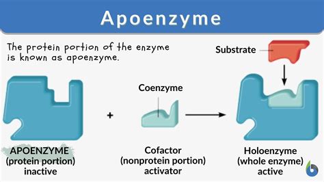 Apoenzyme wikipedia.  In this system, the inactive form (the apoenzyme) be...