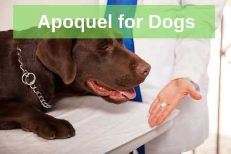 Apoquel Tablets -Stop Itchy Dog Skin - Lambert Vet Supply