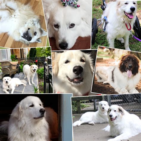 Appalachian great pyrenees rescue. Things To Know About Appalachian great pyrenees rescue. 