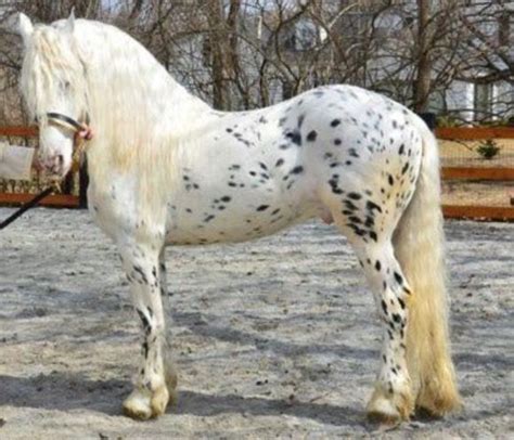 Appaloosa friesian cross. The Friesian horse, when crossed with another breed of horse, results in the creation of a horse breed known as the Friesian Cross. Some more popular crosses include Percherons, Morgans, Arabians, Andalusians, American Paint Horse, Saddlebreds, and Tennessee Walkers. Warmbloods and other sport horse breeds are also a popular choice. 