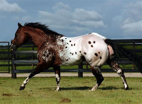 Appaloosa Horses for Sale 351 results. 