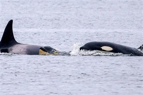 Apparent new orca calf spotted in endangered pod near British Columbia