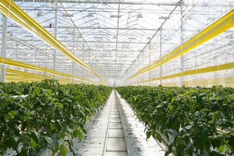 Appharvest. AppHarvest, Inc., an applied agricultural technology company, develops and operates indoor farms with robotics and artificial intelligence to build climate-resilient food system. Its products include tomatoes; and other fruits and vegetables, such as berries, peppers, cucumbers, and salad greens. 