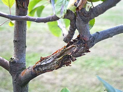 Apple Canker Disease: Symptoms, Cause and Management