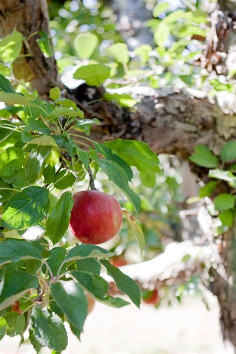 Apple Picking - Kuipers Family Farm