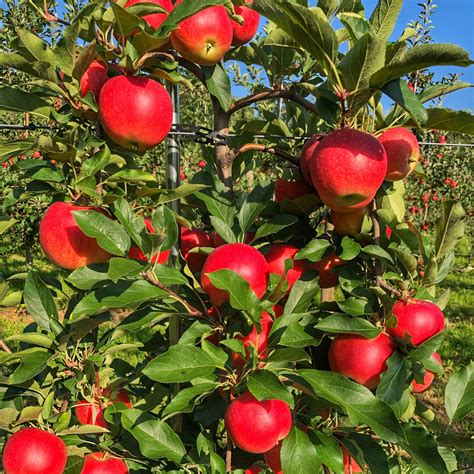 Apple Picking Near Me - Farm & Orchards - Places Near Me