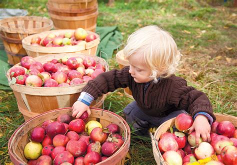 Apple Picking at Crow Farm Edible Cape Cod