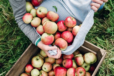 Apple Picking near Windsor Locks - Where to go Apple Picking …