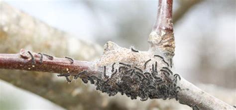 Apple Tree Tent Caterpillars: A Guide to Control and Prevention