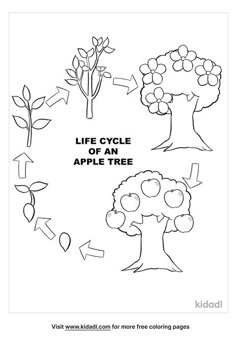 Apple Tree. Apple Life Cycle Coloring Pages