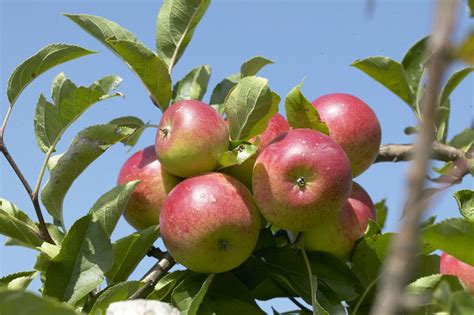 Apple Trees: Grow the Juiciest Apples at Home with Ease