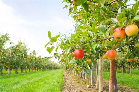 Apple farms. Things To Know About Apple farms. 