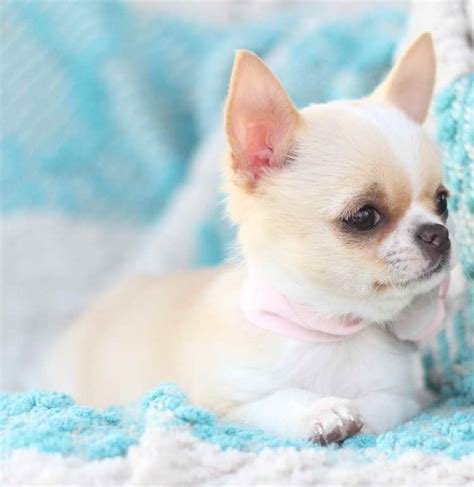 If you want, you can also pay a visit to them personally and find out more about the adorable doggies that are raised. Chihuahua Puppy Breeders Details: Location: Arizona, USA. Address: Kathleen M. Golden, 26555 Hillward North, Congress, Arizona 85332. Telephone: +1 928 231 7788. Website: Kactus Kathy's Chihuahua.. 