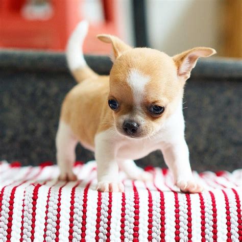 The Chihuahua is a balanced, graceful dog of terrier-like demeanor, weighing no more than 6 pounds. The rounded "apple" head is a breed hallmark. The erect ears and full, luminous eyes are acutely ...