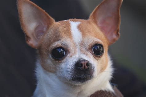 Comparatively, the lifespan of a Chihuahua is much longer than many larger dog breeds. For example, Great Danes, a large dog breed, typically have a lifespan from 7 to 10 years, while Beagles, a popular medium-sized breed, average around 12 to 15 years. So, the compact Chihuahua certainly packs a punch when it comes to longevity.. Apple head puppy chihuahua