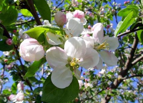 Apple tree Solntsedar: περιγραφή ποικιλίας, φωτογραφίες, κριτικές