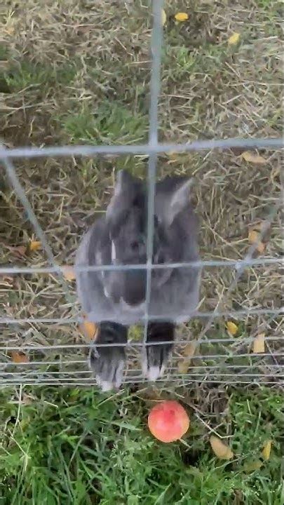 Applebottombunny Onlyfans Leak