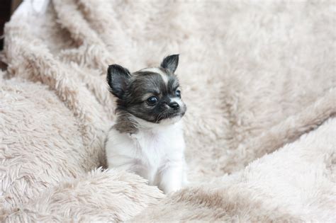 Whether you’re looking for a teacup Chihuahua for sale Atlanta or a fawn Atlanta Chihuahua for sale, you’re in the right place! Let us know what kind of Chihuahua you’re looking for and we’ll connect you with breeders that are most likely to have it..