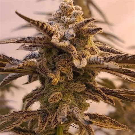 Why people love it: “instantly fell in love with this strain. I’m a big jack herer fan, and Apple Jack gives me that clear headed happy high and adds a great body and positive vibe high. my go ...