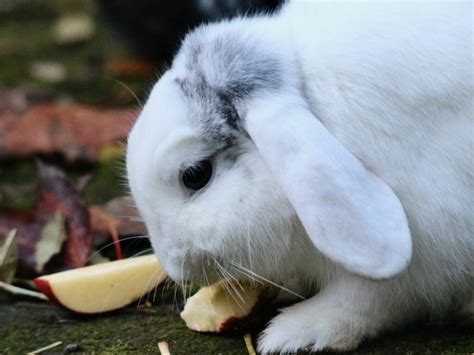 Apples For Rabbits: Feeding Guide, Nutrition & Facts