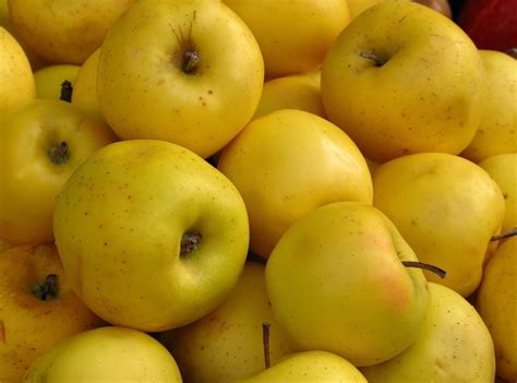 Apples that are yellow. Yellow Transparent apples, also known as Grand Sultan apples, are one of the few apple varieties that are ripe during the summer months. These apples are a pale yellow color with a tart and crisp flesh. They are similar in flavor to Granny Smith apples. Yellow Transparent apples are typically available from late June to early July. 