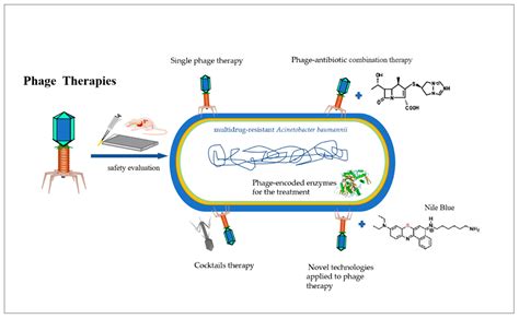 Application And Engineering Of Phage Integrases For Gene Therapy
