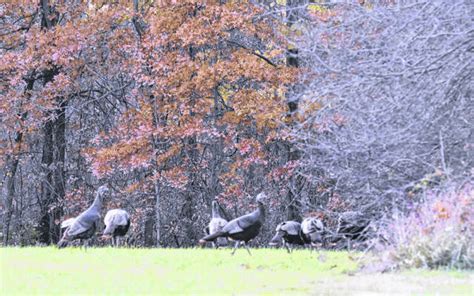 Applications for reserved spring turkey hunts opening soon