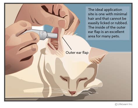 Applying transdermal gel to cat ear.  Always use them to apply the medication.  Remove t...