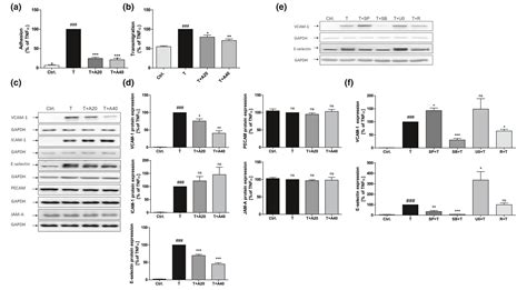 Apremilast effectively inhibits TNFα‐induced vascular …