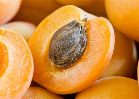 Apricot Onlyfans Leak