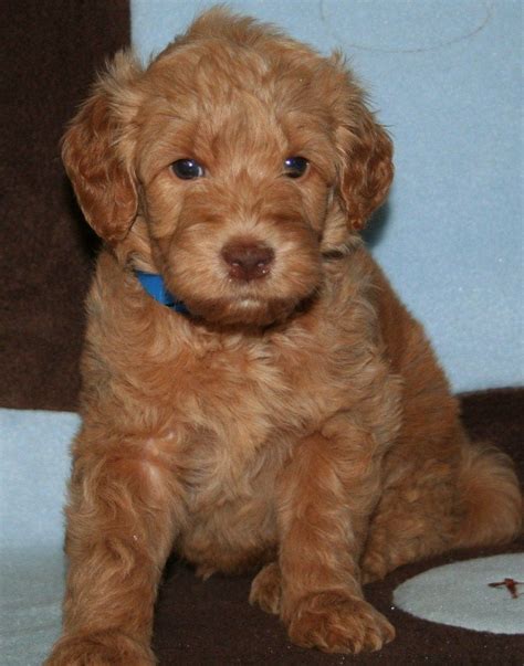 Apricot Goldendoodle Puppies For Sale
