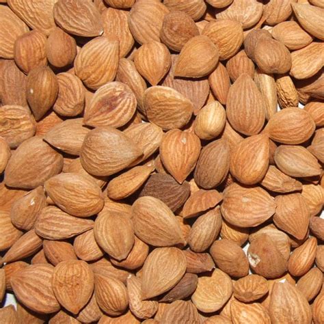 Apricot Kernels (Bitter and Sweet) FAQ Food Safety Authority