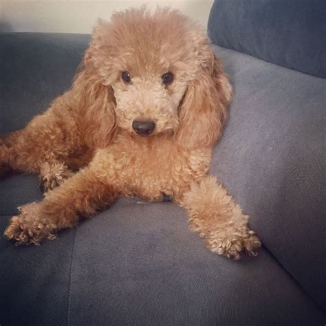 Apricot miniature poodle for adoption. Country of Origin: France Weight: 10 - 15 lbs Height: 11 - 15 inches Color: Mini Poodles can be blue, gray, silver, brown, cafe-au-lait, apricot and cream, and the coat may vary in shades. Although many Poodles are multi-colored, the AKC does not recognize these parti-colored Mini Poodles as falling within acceptable breed standards. 